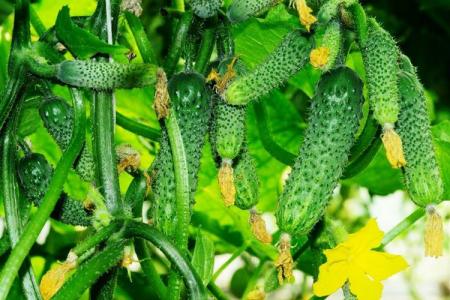 Diseases of cucumbers: descriptions with photos and methods of treatment