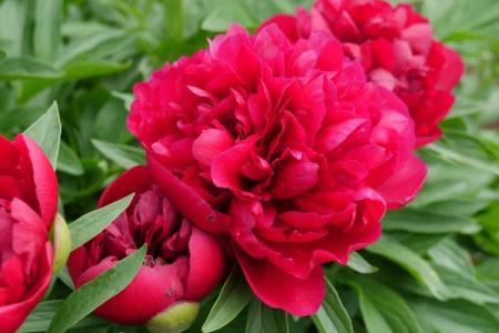 Comment nourrir les pivoines au printemps pour une floraison luxuriante