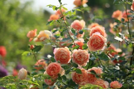 Comment et comment nourrir les roses au printemps