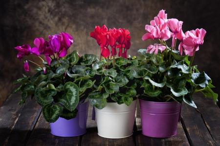 Cyclamen (70 photos): types et caractéristiques des soins