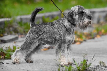 Miniature Schnauzer: breed description, character and care