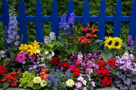 Fleurs pour un parterre de fleurs: photo avec noms (catalogue)