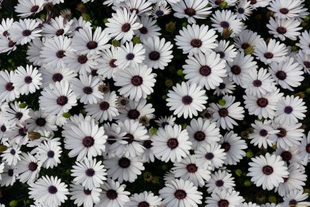 Fleurs semblables aux marguerites : noms et photos (catalogue)