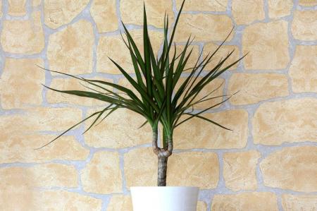 Dracaena (70 photos): types and features of care