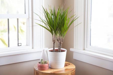 Dracaena marginata (50 photos): soins et culture