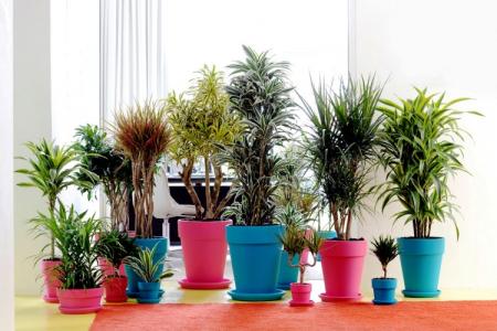 Dracaena: otthoni ápolás, szaporodás és transzplantáció