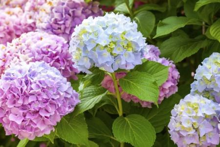 Hortensia arborescent: variétés, caractéristiques de soins (60 photos)