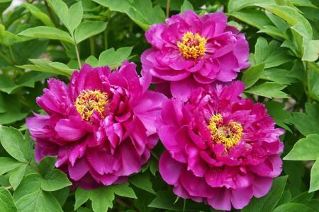 Pivoines arbustives: variétés, soins appropriés (70 photos)