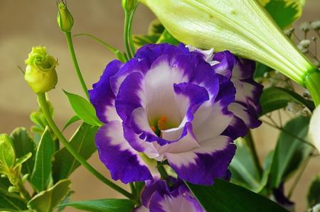 Eustoma (70 photos): types and features of care