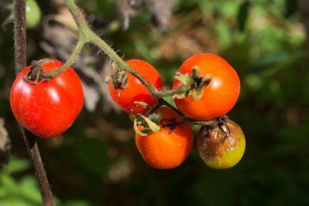 Phytophthora on tomatoes: how to fight, how to process