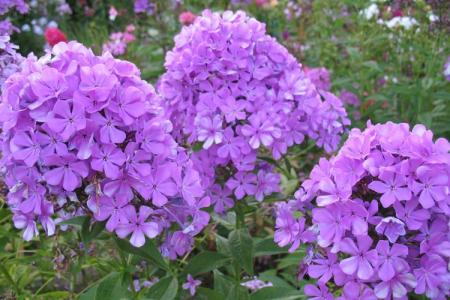 Phlox (60 photos): types et caractéristiques des soins