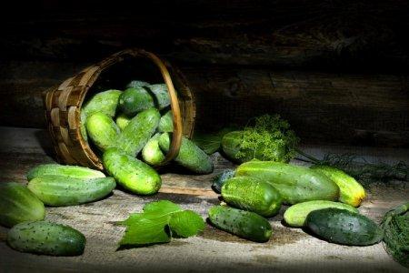 Les meilleures variétés de concombres en pleine terre: photos et noms (catalogue)