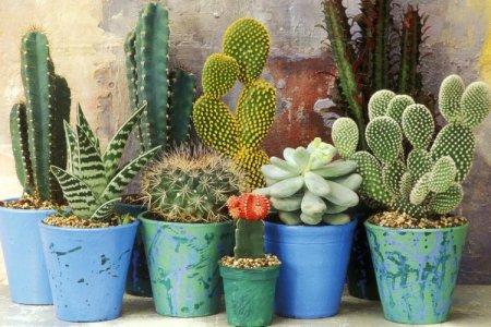 Cum să ai grijă de un cactus acasă: sfaturi și hack-uri de viață