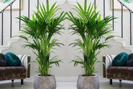 Indoor palms: photos and names (catalog)