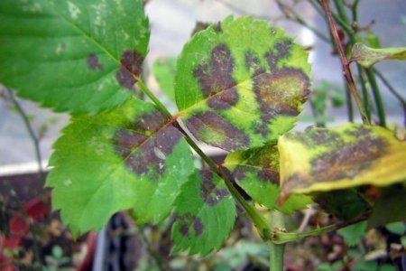 Maladies des plantes d'intérieur: noms, photos et comment les traiter