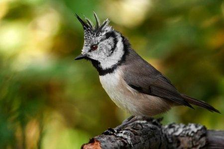 A leningrádi régió madarai: fotók, nevek és leírások (katalógus)