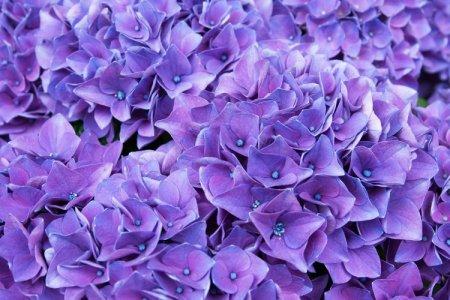 Fleurs violettes : noms, photos et descriptions (catalogue)