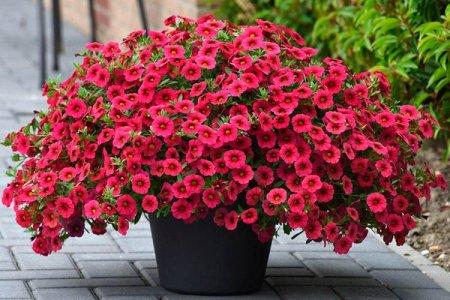 Calibrachoa (60 photos): types, plantation et soins appropriés