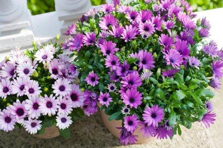 Osteospermum (50 fotó): típusok, ültetés és gondozás nyílt terepen