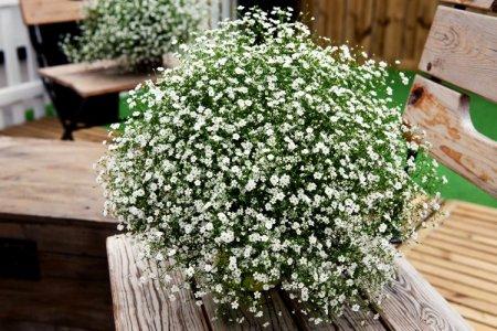 Gypsophila (60 fotó): típusok, ültetés és megfelelő gondozás