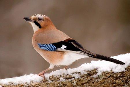 Jay (50 de fotografii): descrierea păsării, ce mănâncă și unde locuiește