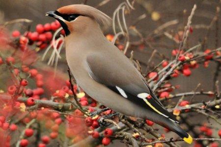 Waxwing (60 de fotografii): descrierea păsării, unde locuiește și ce mănâncă