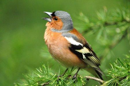 Fringos (50 de fotografii): descrierea păsării, habitatului și a ceea ce mănâncă