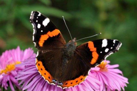 Fluture amiral (60 de fotografii): descriere, specii și habitat