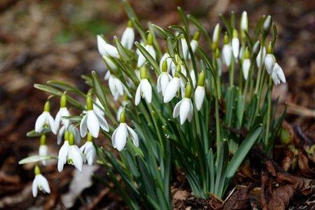 Snowdrops (50 photos): types, planting and care in the open field