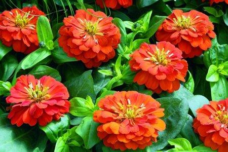 Zinia (50 photos): types, soins et plantation en plein champ