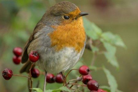 Robin (50 fotó): a madár leírása, hol él és mit eszik