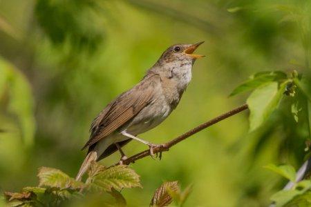 Nightingale (60 de fotografii): descriere, habitat și ce mănâncă