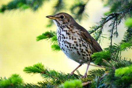 Grive (50 photos) : description de l'oiseau, ce qu'il mange et où il vit