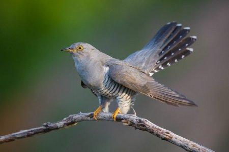 Cuc (50 de fotografii): descrierea păsării, a habitatului și a ceea ce mănâncă