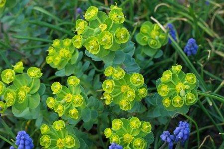 Euphorbia (50 fotó): az ültetés és gondozás típusai, jellemzői