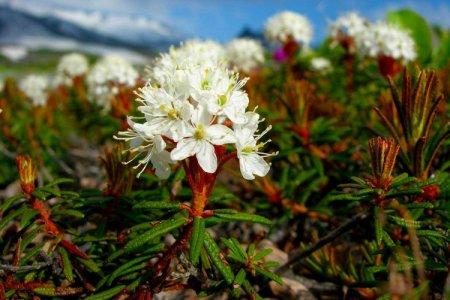 Ledum (50 photos): types, description, plantation et entretien