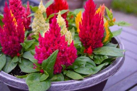 Celosia (60 photos): types, planting and proper care