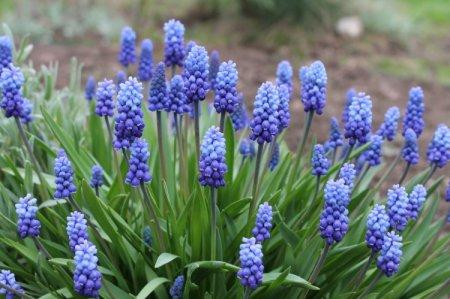 Muscari (50 fotó): típusok, ültetés és gondozás nyílt terepen