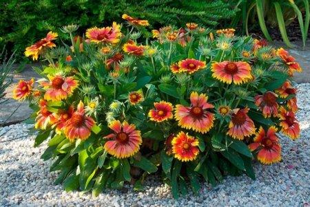 Gaillardia (60 photos): types, planting and proper care