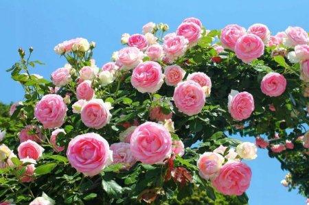 Climbing rose (60 photos): types, cultivation, care and planting