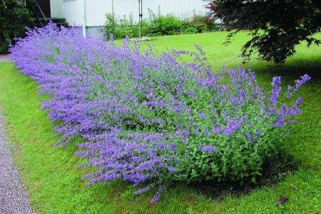 Catnip (50 photos): types, planting and care in the open field