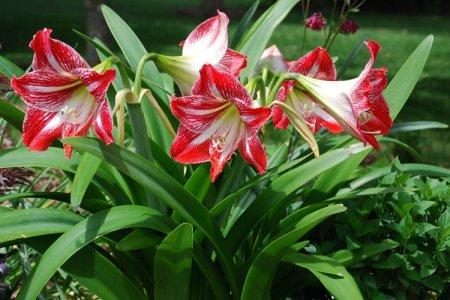 Amaryllis (50 fotó): típusok, gondozás és ültetés nyílt területen