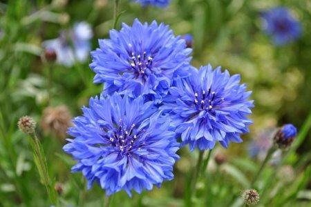 Cornflowers (50 photos): types, planting and care in the open field