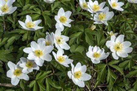 Anemonă (50 de fotografii): tipuri, plantare și îngrijire în câmp deschis