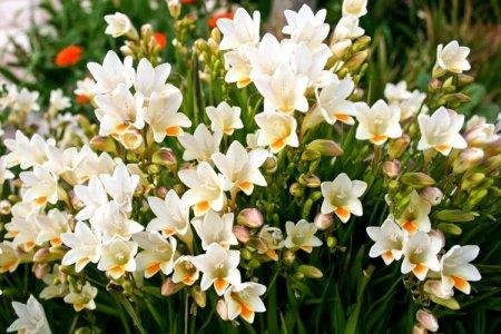 Freesia (50 photos): types, care and planting in the open field