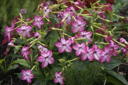 Fragrant tobacco (60 photos): types, planting and care in the open field