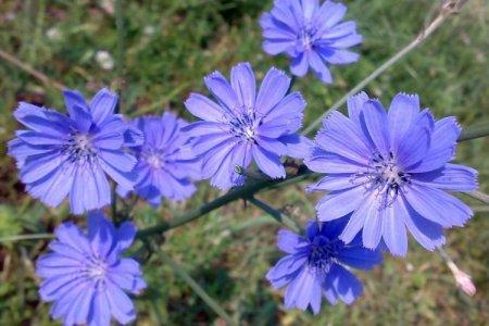 Chicory (60 photos): types, planting and care in the open field