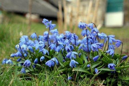 Proleski (50 de fotografii): tipuri, îngrijire și plantare în câmp deschis