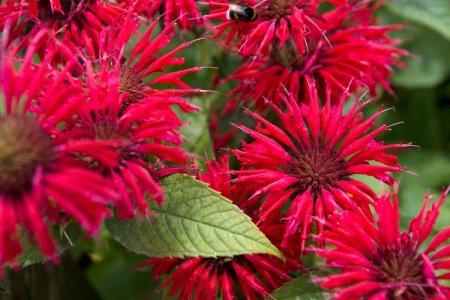 Monarda (50 photos): types, plantation et soins en plein champ