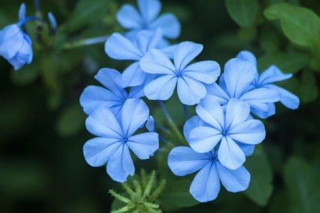 Blue flowers: names, photos and descriptions (catalog)